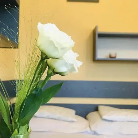 Goscinne Amber 辛安诺泽蒂